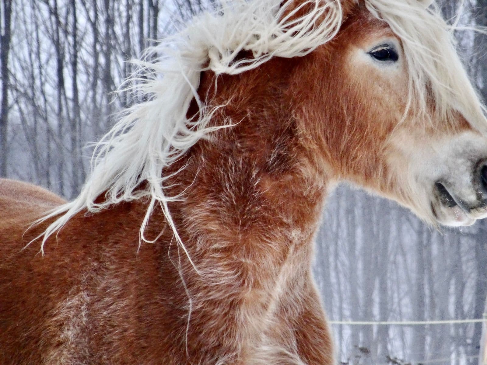 Bella, Robert Perrault, 2019