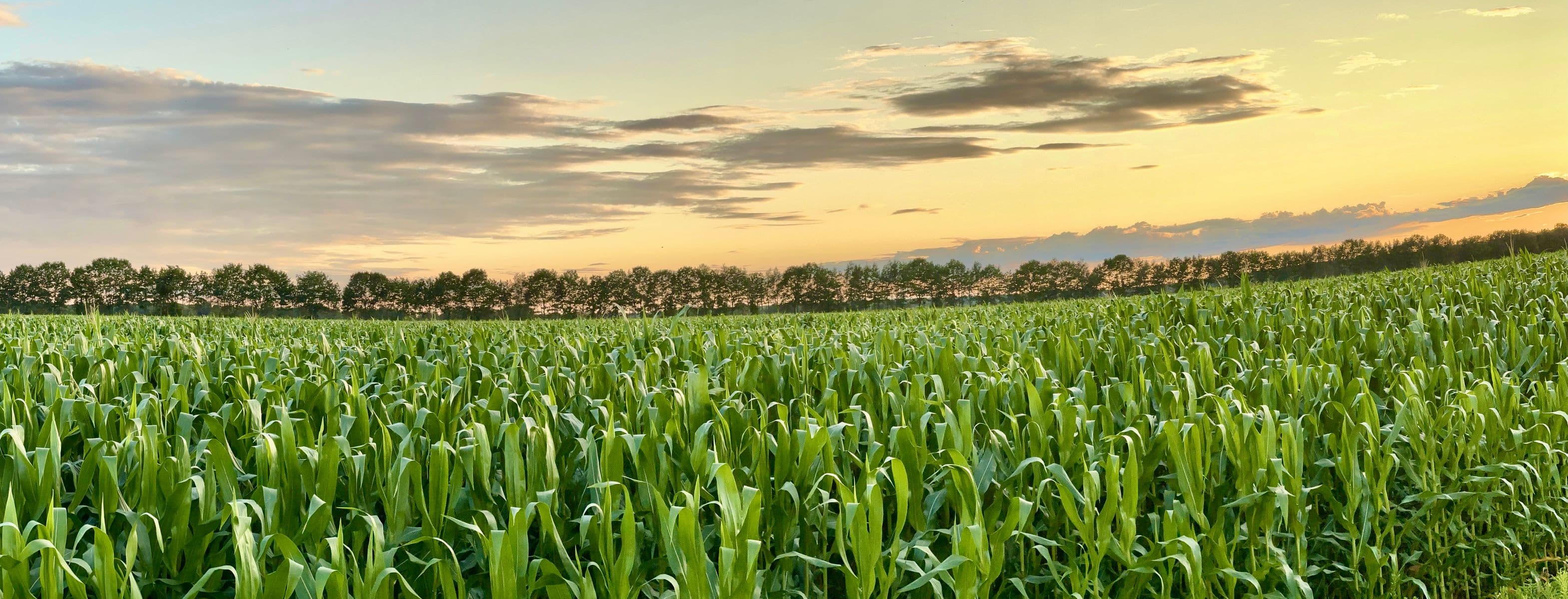 La danse du maïs (7a), Robert Perrault, 2024