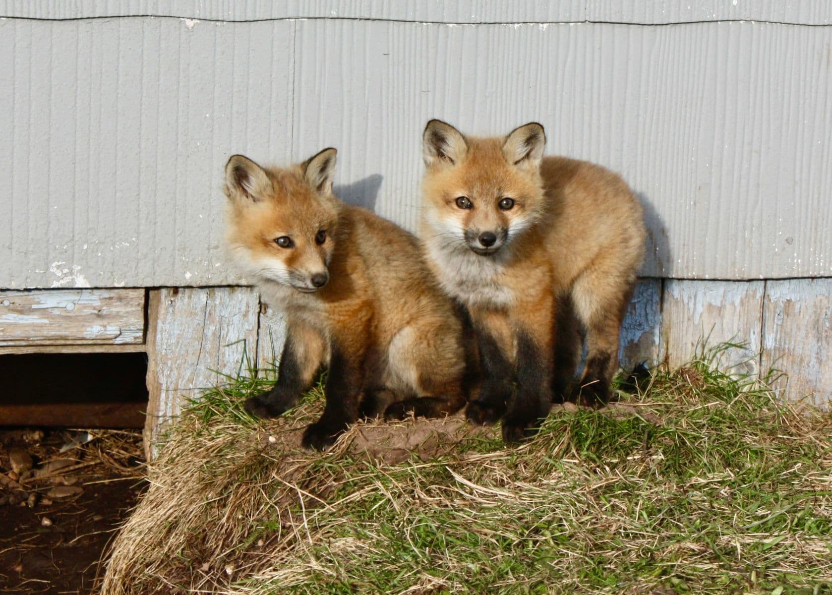 Deux jeunes renards, Robert Perrault, 2020