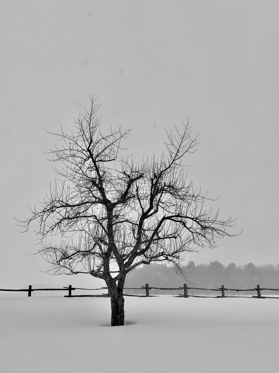 Solo, Robert Perrault, 2025