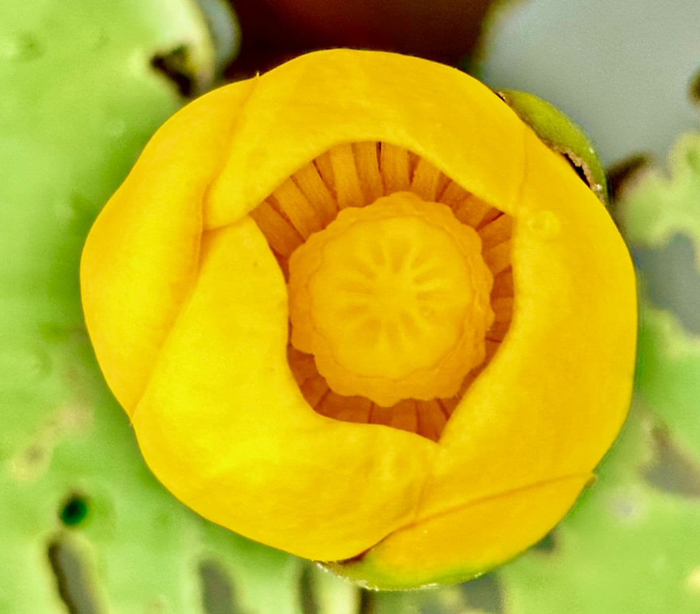 NÉNUPHAR JAUNE, Robert Perrault, 2020