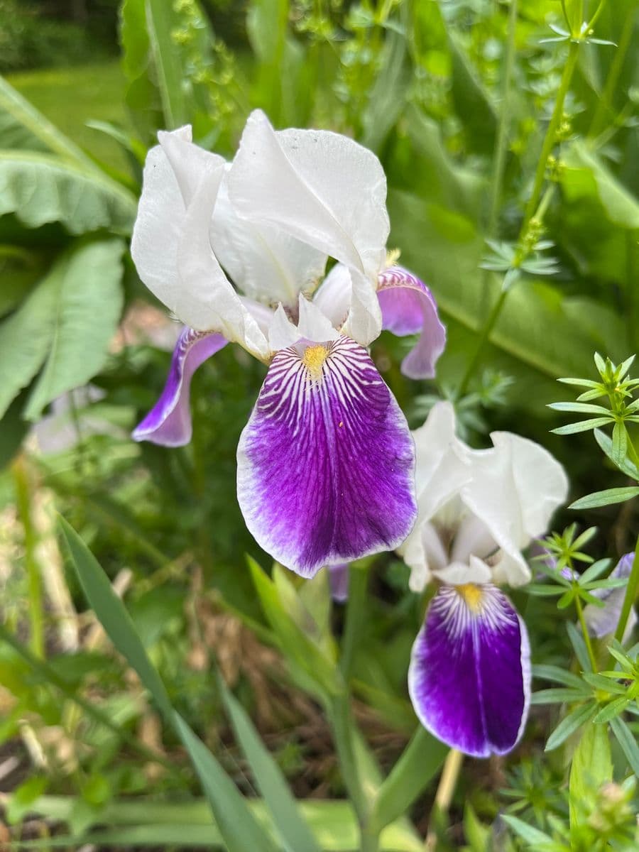 L'IRIS VERSICOLORE, Robert Perrault, 2020