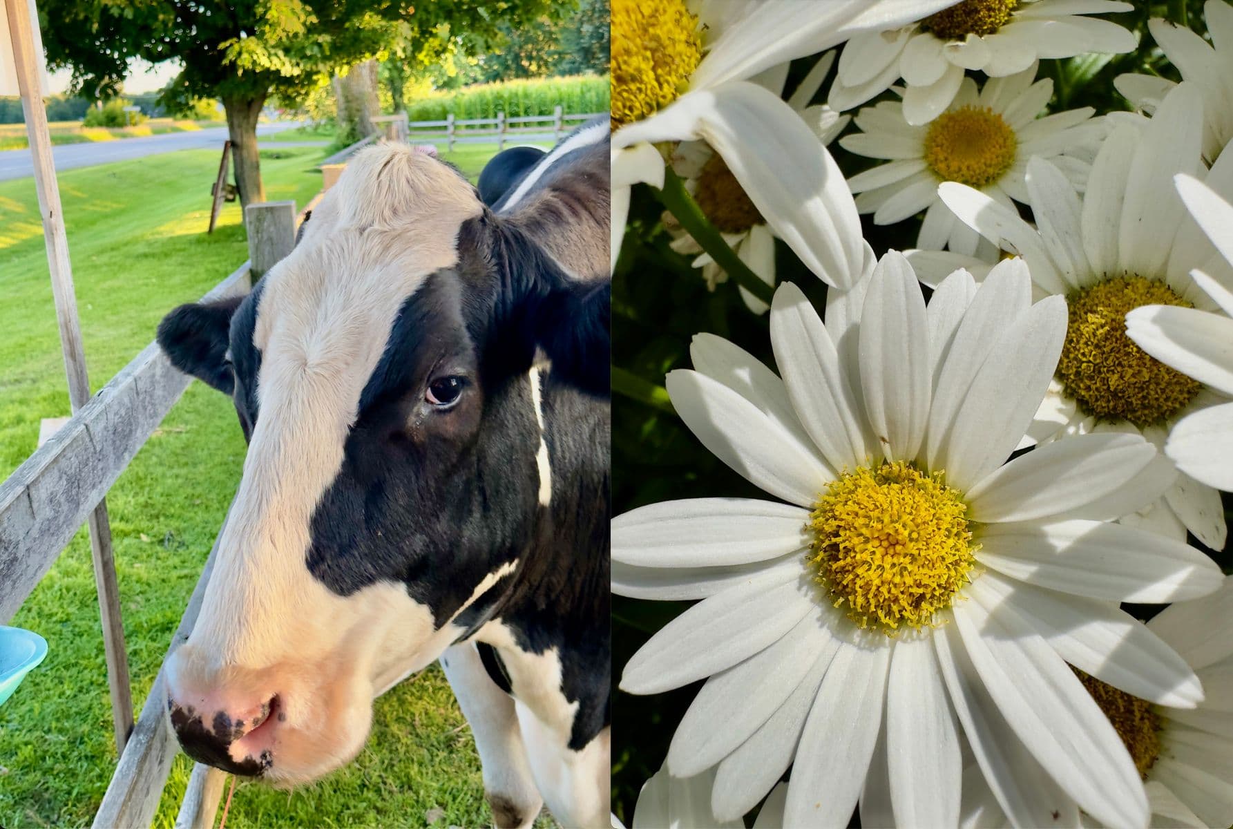 Sans titre 11-10, Robert Perrault, 2025