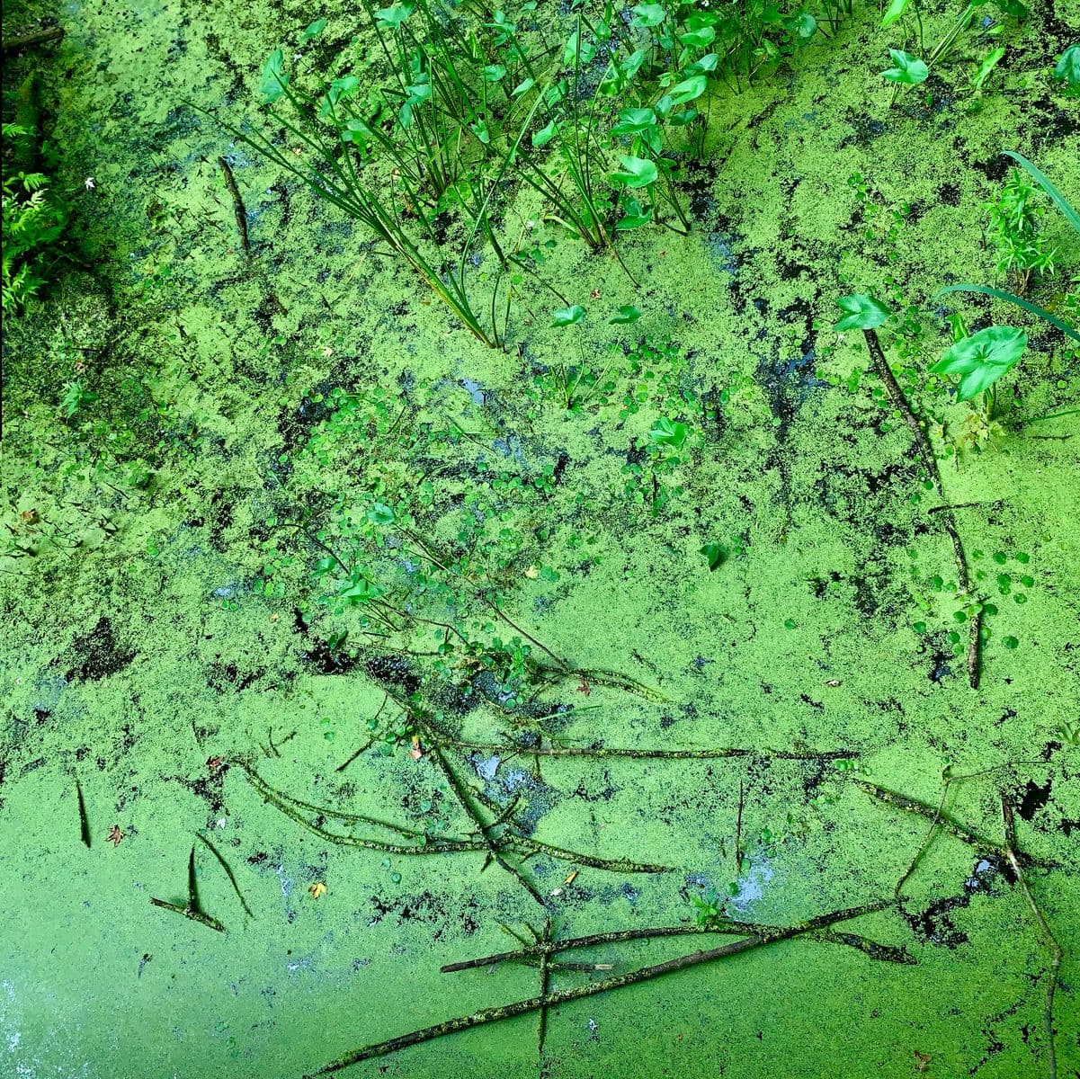 Vert 1/1, Robert Perrault, 2012