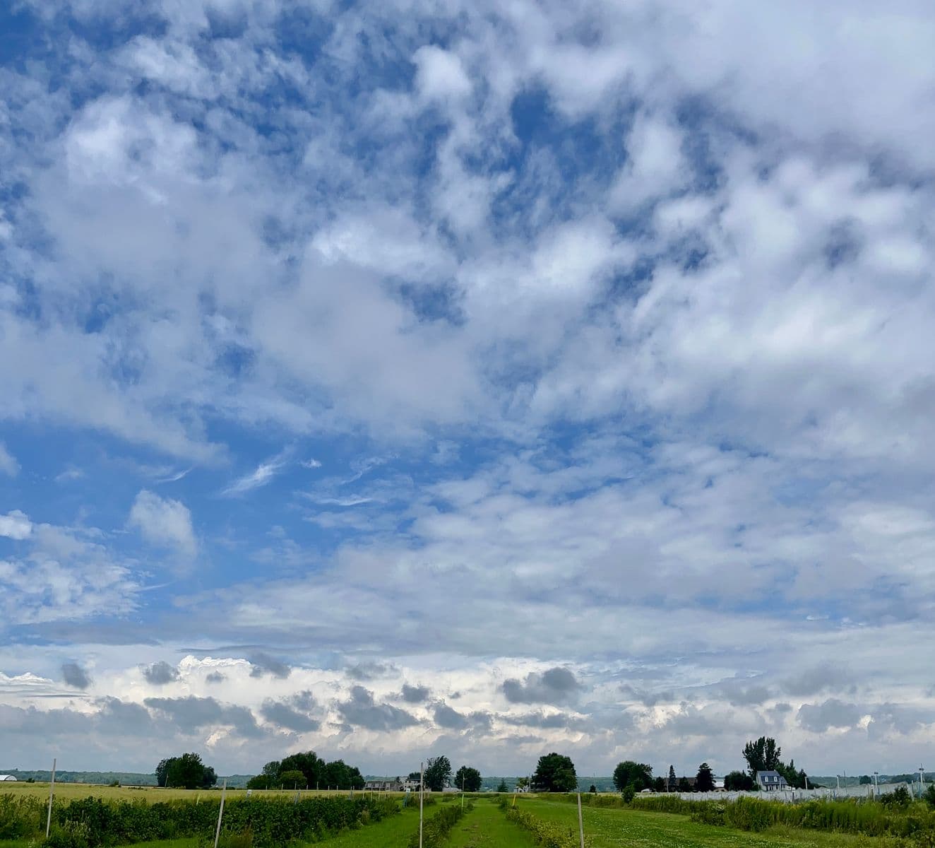 Le champs de camerises ou la ferme du vieux pont, Robert Perrault, 2025