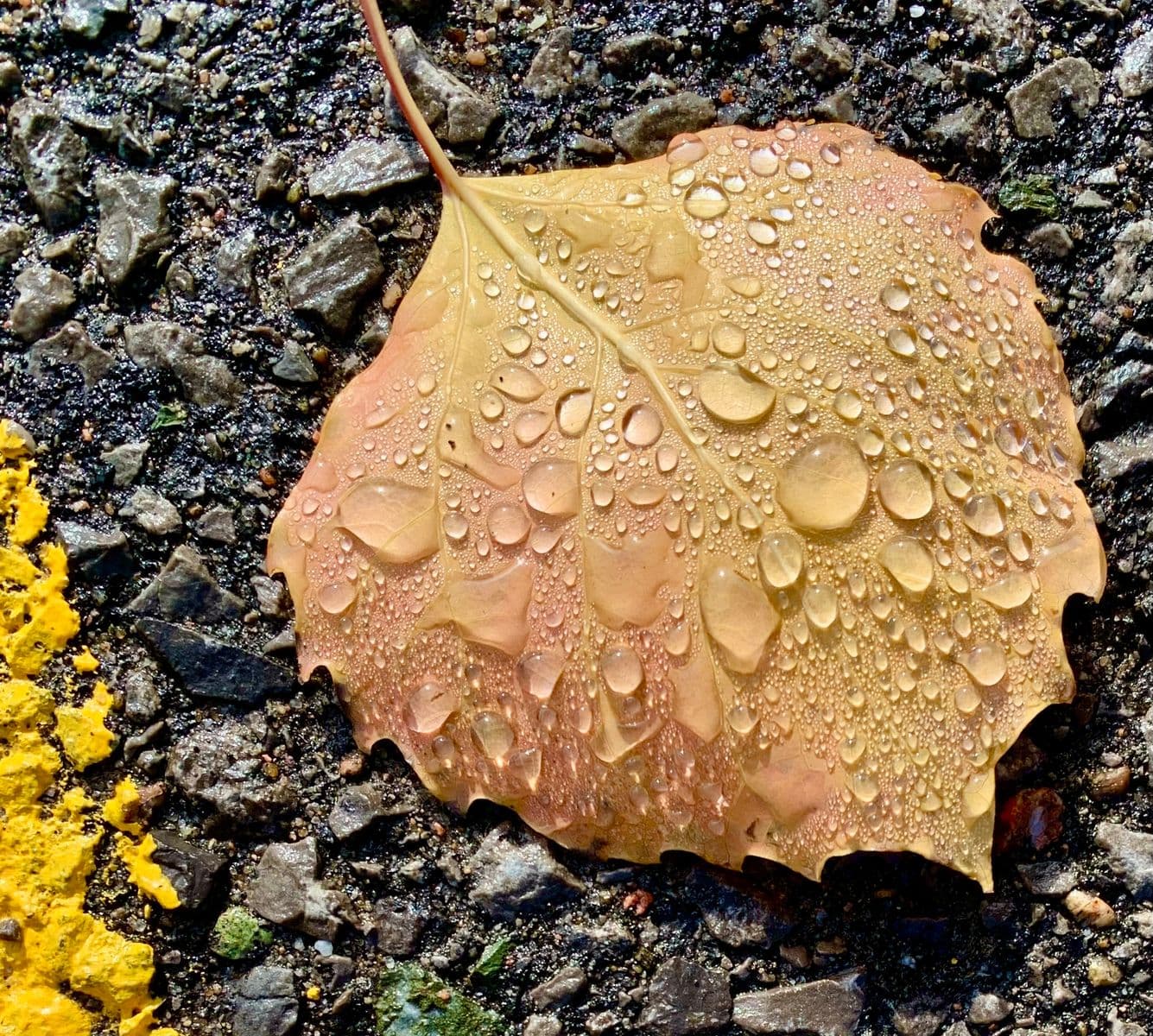 sans titre-3, Robert Perrault, 2024