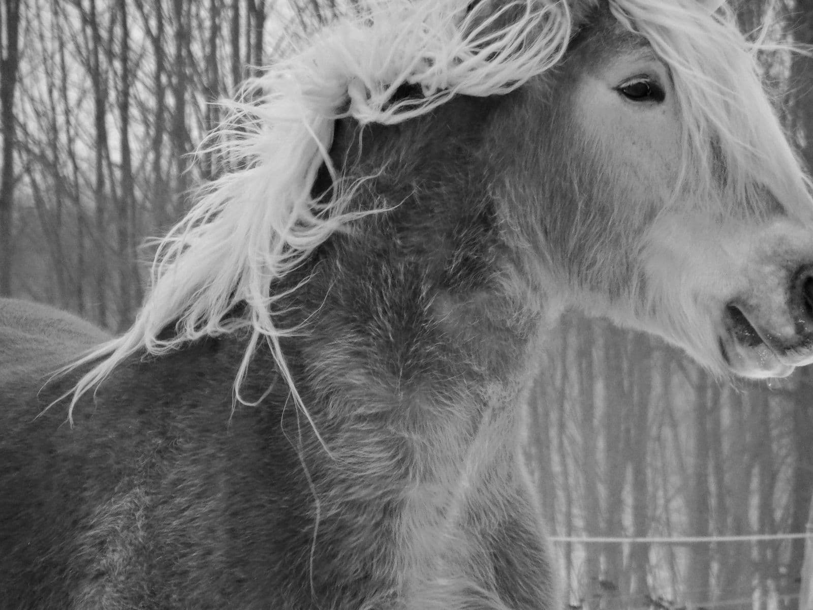 Blondin-2, Robert Perrault, 2016