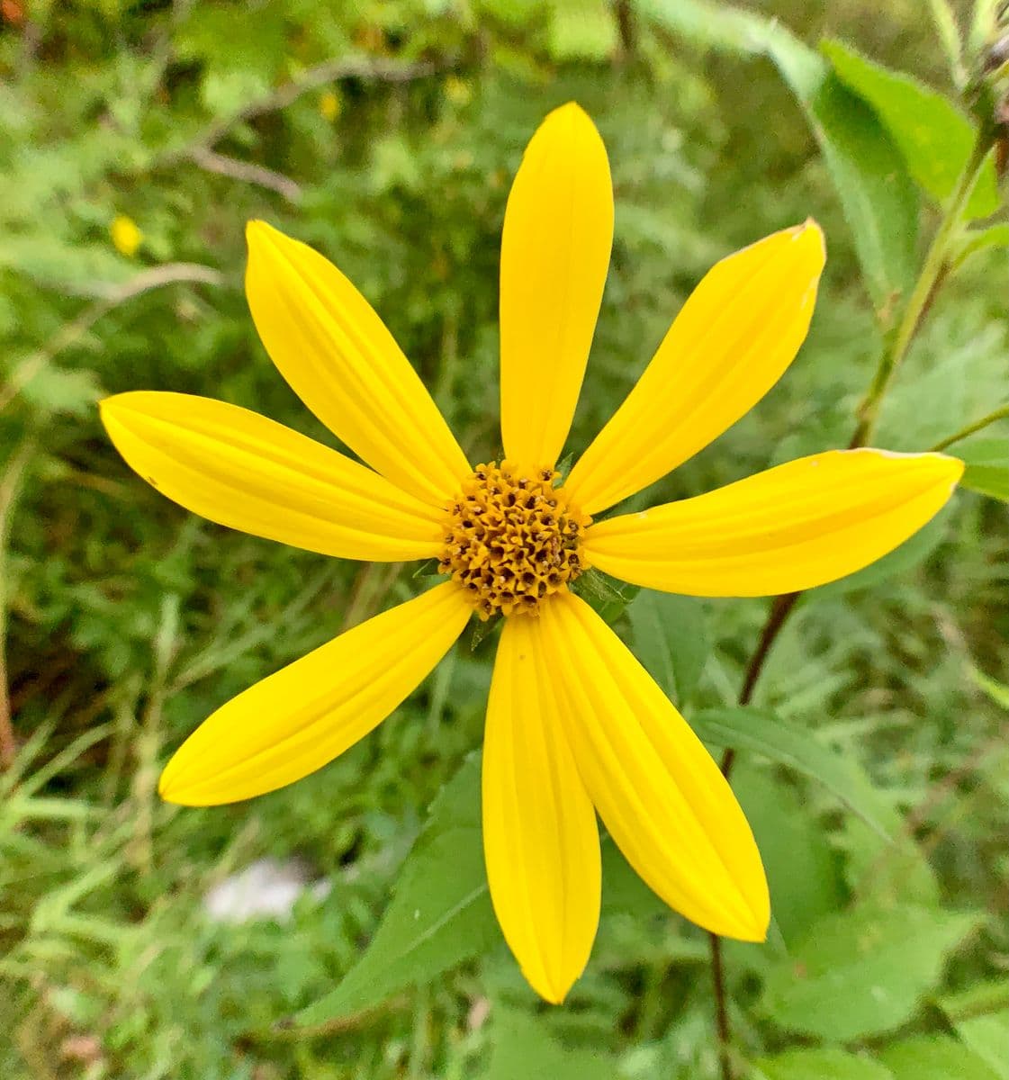 La Suite Fibonacci, Robert Perrault, 2023