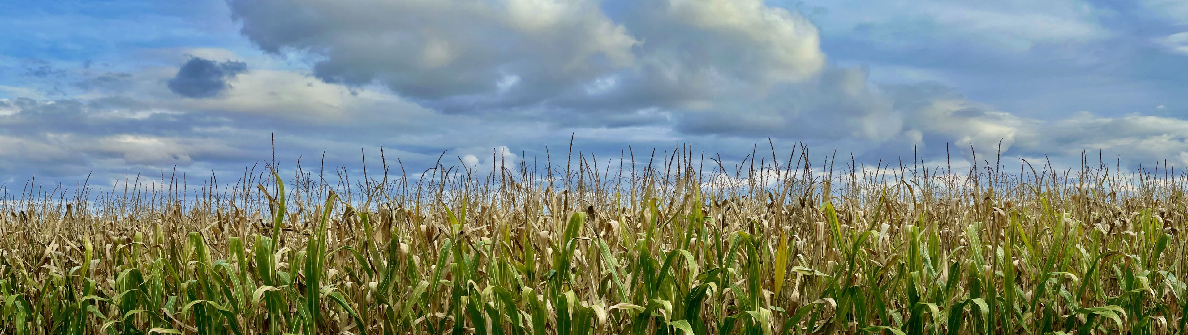 Le champs de maïs édition 1/3, Robert Perrault, 2024