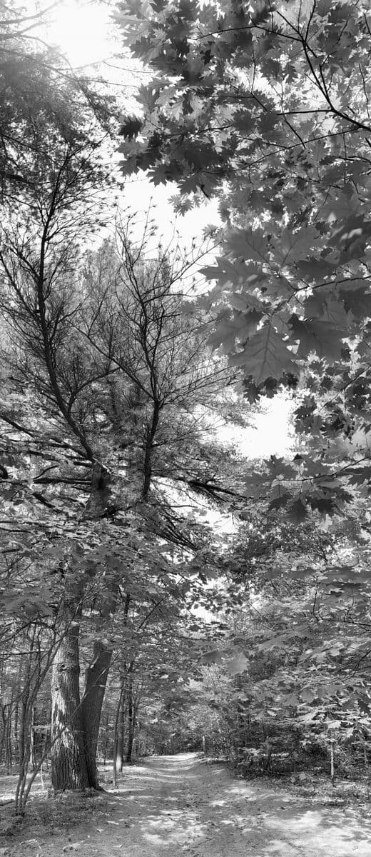 Le sentier, Robert Perrault, 2023