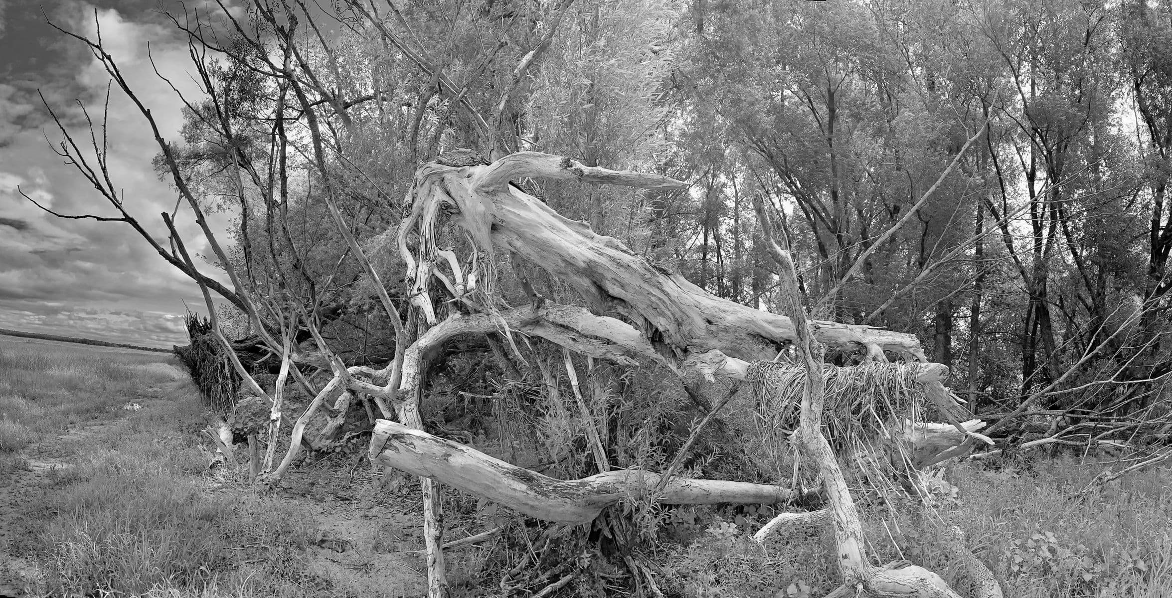 LES RACINES MIES À NUES. tirage 1/3, Robert Perrault, 2023