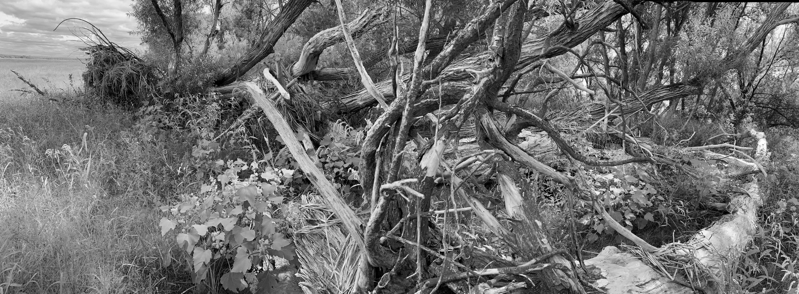 Paysage baroque, Robert Perrault, 2025